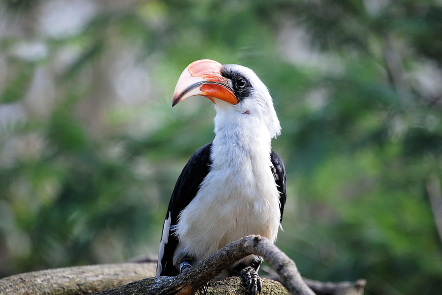 Red-billed Hornbill Perched on Branch in Forest