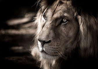 Dramatic Close-Up Portrait of a White Lion in Monochrome