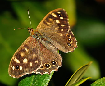 Close-up of a Speckled Wood Butterfly on a Green Leaf