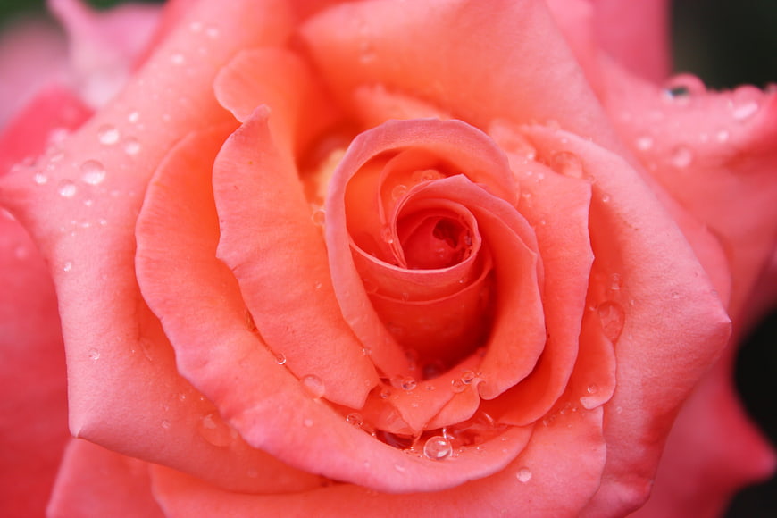 Close-up of a pink rose with water droplets on petals