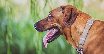 Happy brown dog panting in profile against green grass