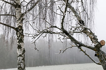Bare birch tree branches in a foggy winter landscape