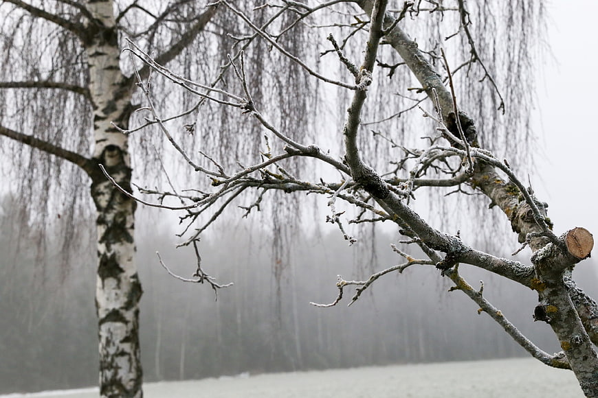 Bare birch tree branches in a foggy winter landscape