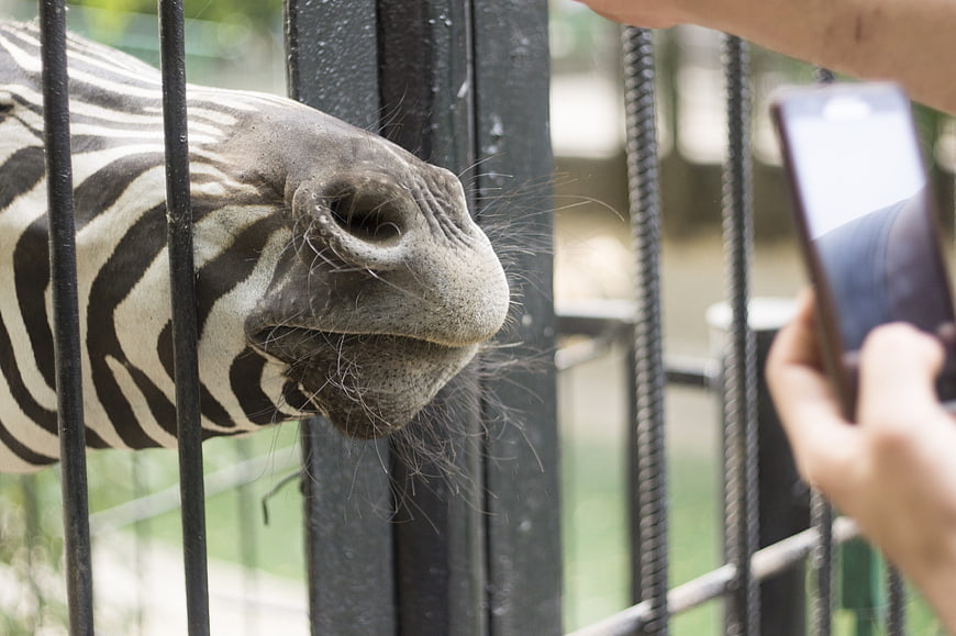 Zebra Snout Close-Up Behind Zoo Fence Bars