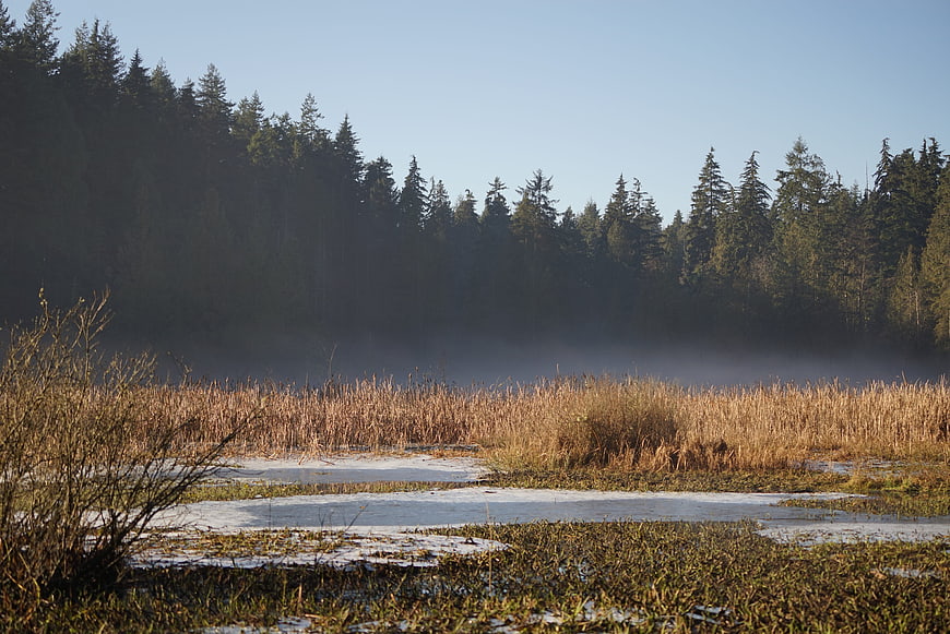 Misty morning lake with pine forest and frozen reeds