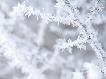 Close-up of frost-covered branches in winter