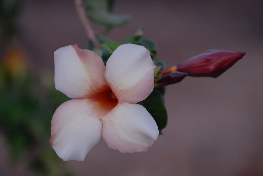 Close-up of Pink Desert Rose Flower with Bud