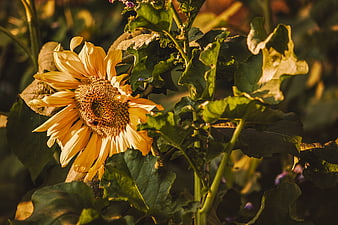 Golden Sunflower Bloom With Green Leaves In Natural Garden Setting