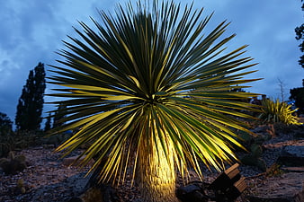 Illuminated Yucca Plant in Desert Garden at Dusk