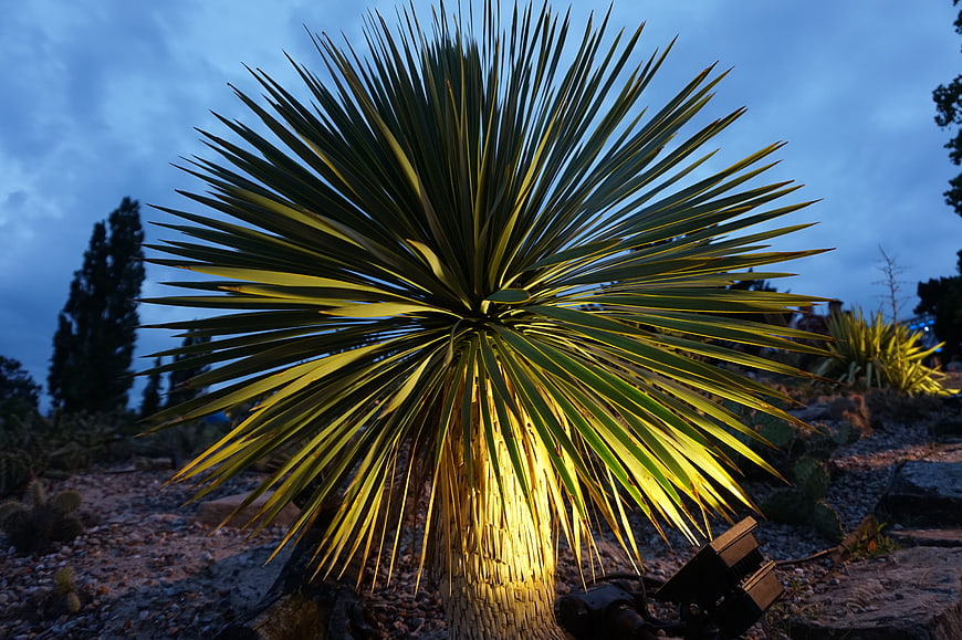 Illuminated Yucca Plant in Desert Garden at Dusk