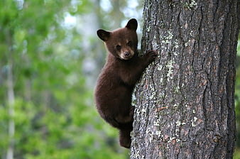 Cute brown bear cub climbing a tree in the forest