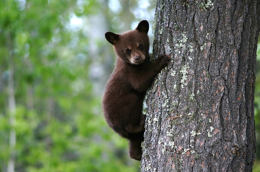 Cute brown bear cub climbing a tree in the forest