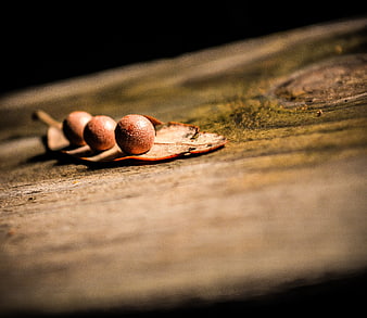 Three brown seeds on a dried leaf on rustic wood