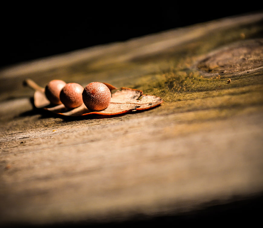Three brown seeds on a dried leaf on rustic wood