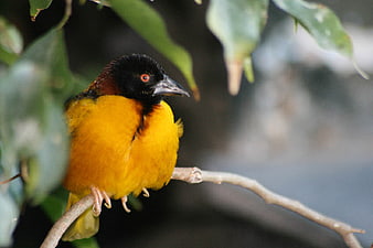 Close-up of a vibrant yellow and black weaver bird perched on a branch