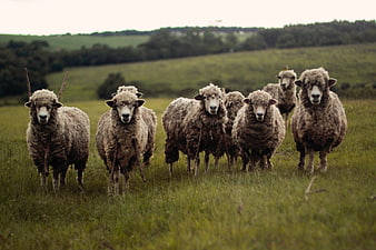 Flock of sheep standing in a green pasture