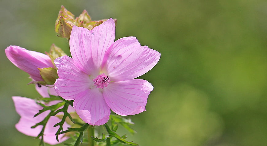 Close-up of Pink Musk Mallow Flower with Green Background