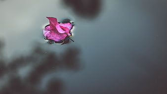 Pink Bougainvillea Flower Floating on Dark Water Surface