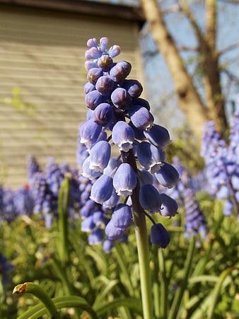 Close-up of purple grape hyacinth flower in spring garden