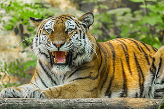 Close-up portrait of a roaring tiger with open mouth and sharp teeth