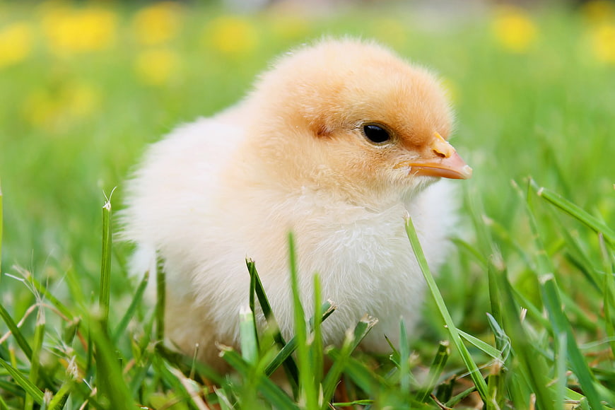 Cute yellow chick sitting in green grass