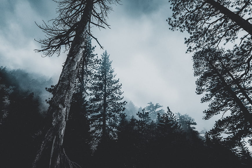 Misty Pine Forest with Tall Trees in Fog