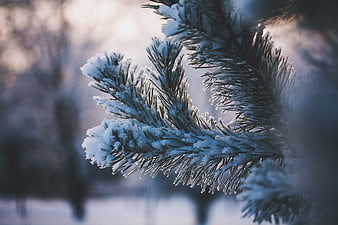 Snow-covered pine branch in winter forest