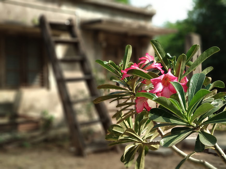 Pink Desert Rose Flowers in Front of Rustic House