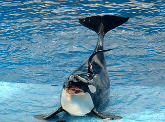 Orca Killer Whale Performing in Marine Park Pool