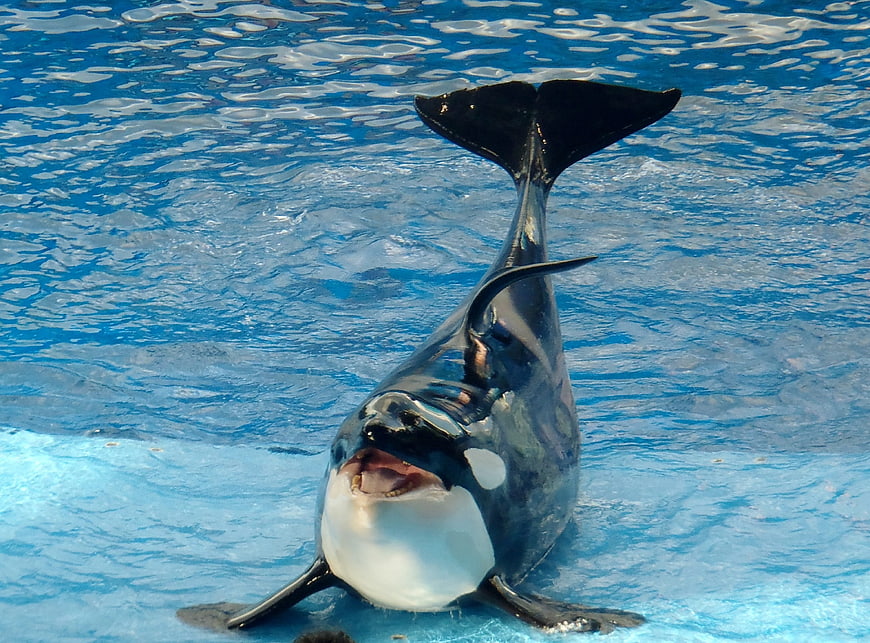 Orca Killer Whale Performing in Marine Park Pool