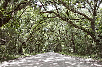 Scenic road through moss-draped forest canopy
