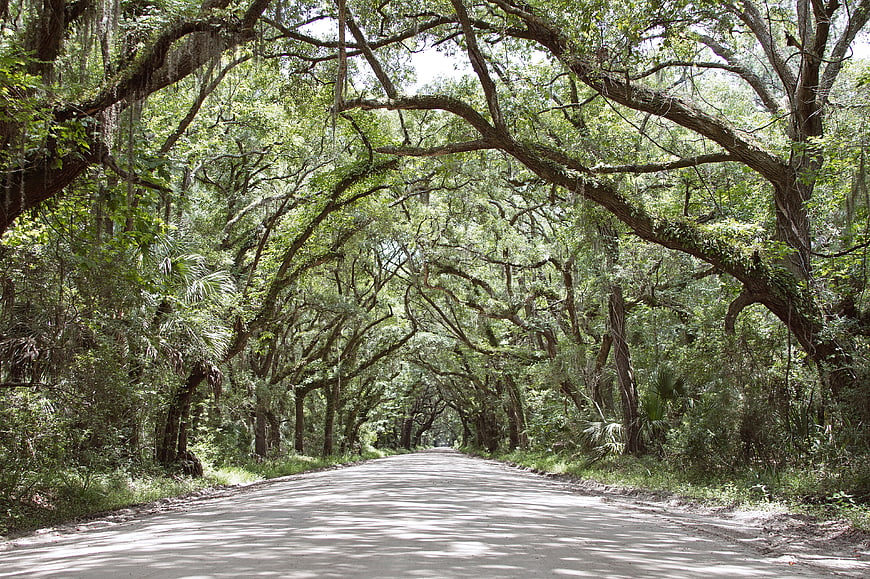 Scenic road through moss-draped forest canopy