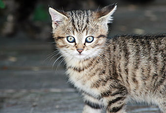 Cute Tabby Kitten with Blue Eyes Close-Up