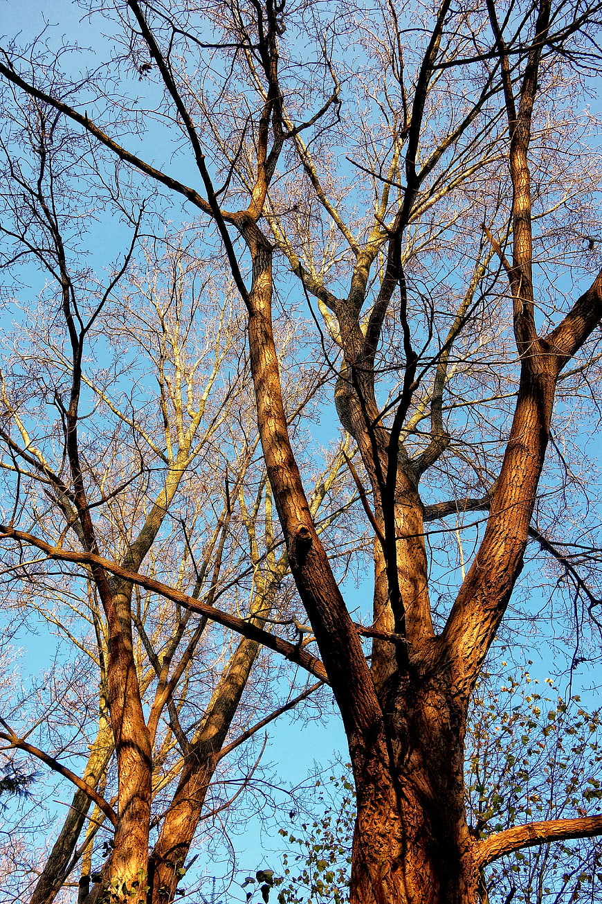 Tall bare tree trunks against blue sky in autumn sunlight