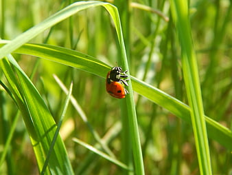 Red Ladybug on Green Grass Blade in Sunlight