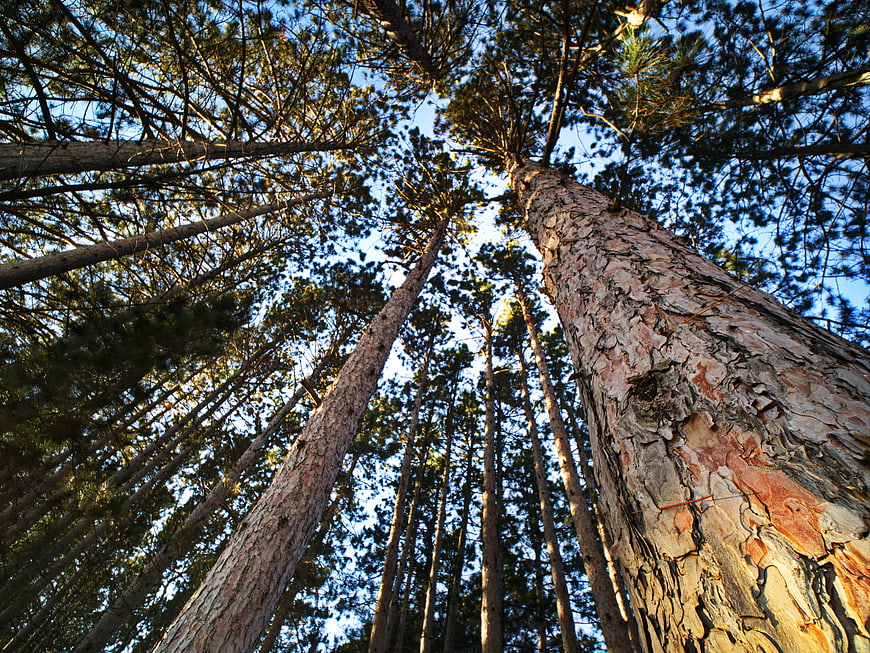 Low Angle View of Tall Pine Trees in Forest