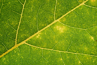 Macro Close-Up of Green Leaf Veins and Texture