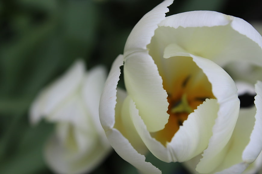 Close-up of white tulip with fringed petals and yellow center