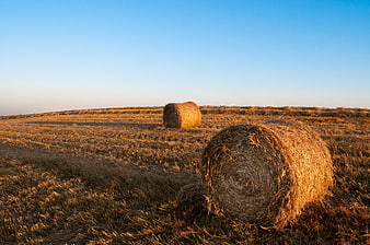 Golden Hay Bales in Harvested Field at Sunset