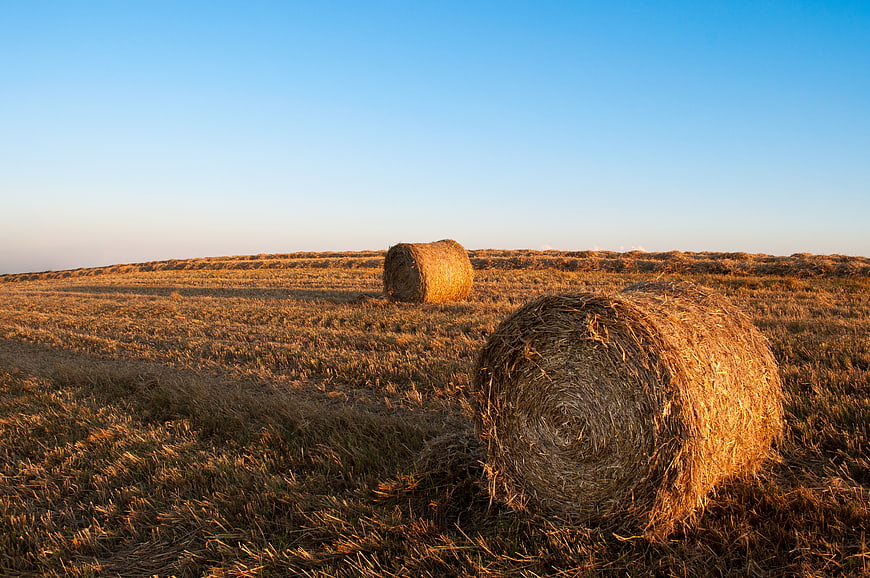 Golden Hay Bales in Harvested Field at Sunset