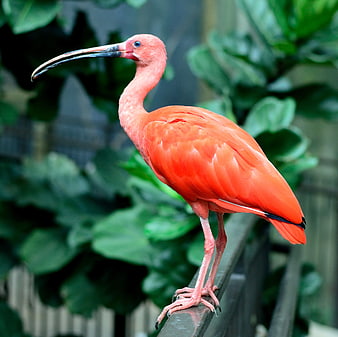 Scarlet Ibis Bird Perched on Metal Rail