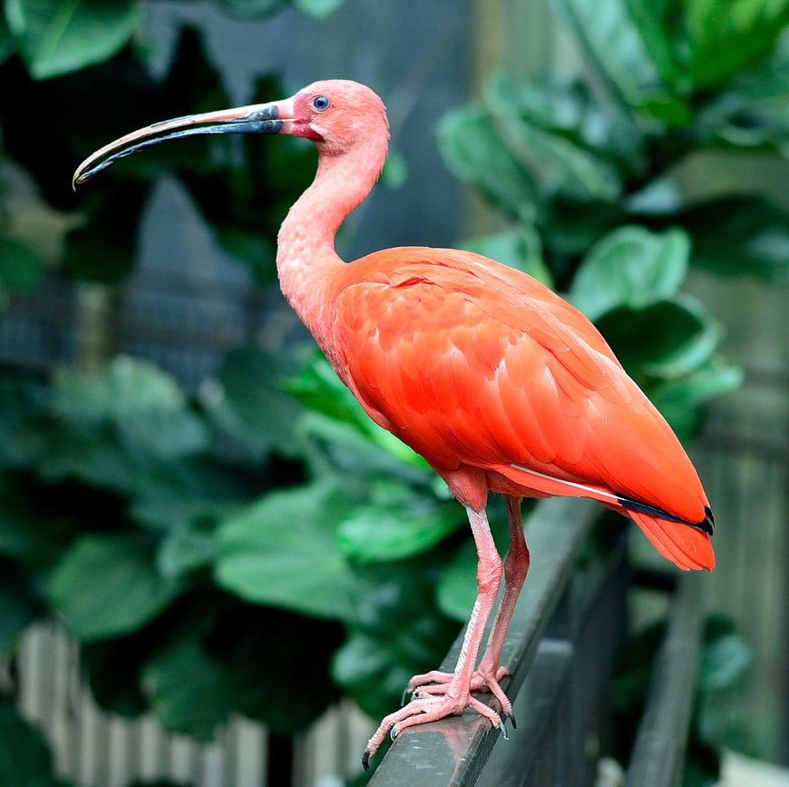 Scarlet Ibis Bird Perched on Metal Rail