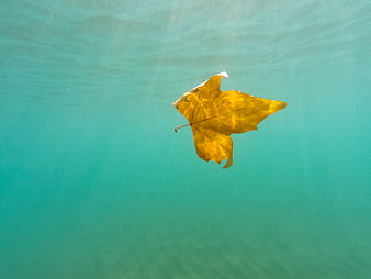 Yellow autumn leaf floating underwater in turquoise water