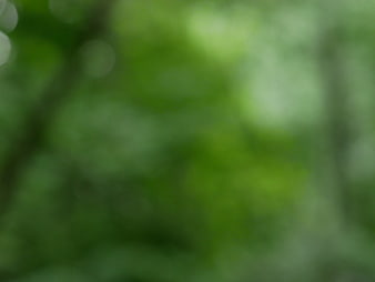 Abstract Green Bokeh Background with Soft Light Circles