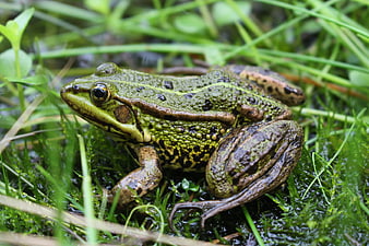 Green Marsh Frog Sitting in Wet Grass