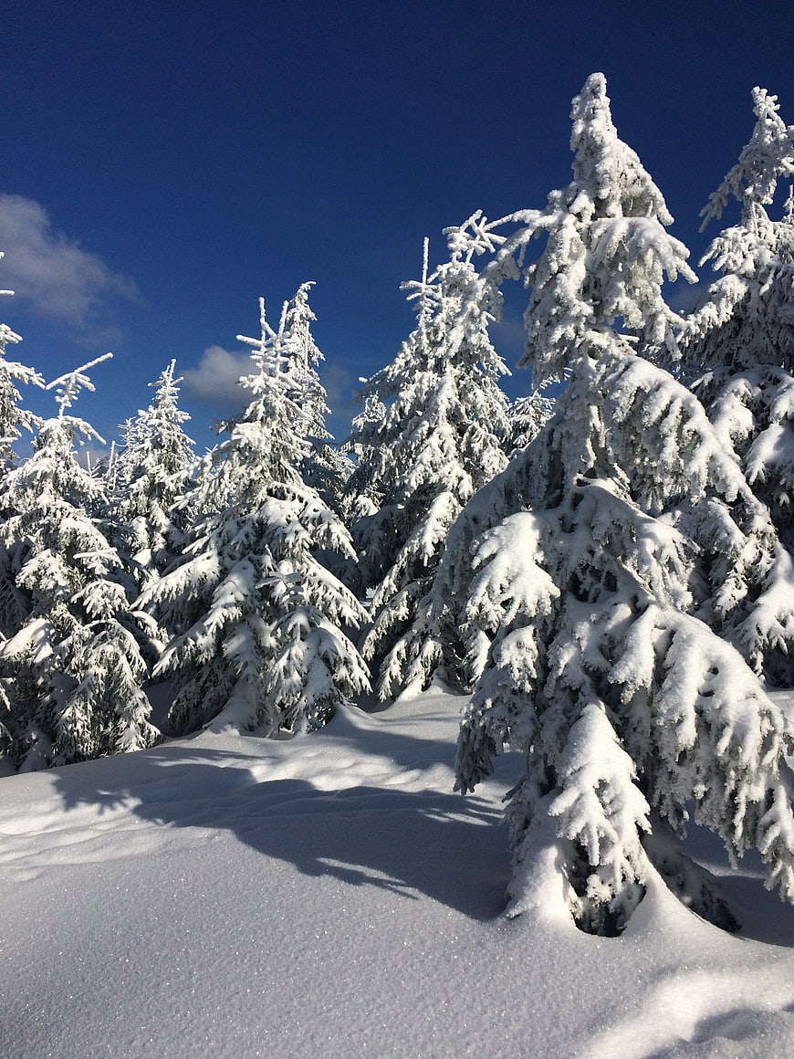 Snow-covered pine trees in a winter forest under a blue sky