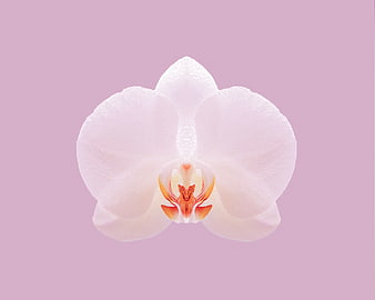White Orchid with Water Droplets on Pink Background
