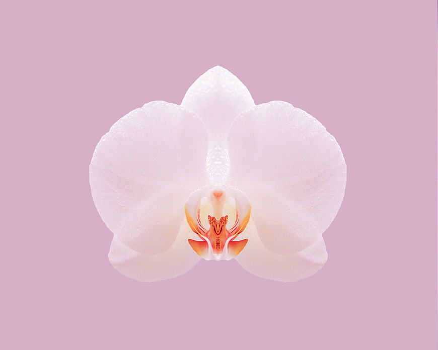White Orchid with Water Droplets on Pink Background