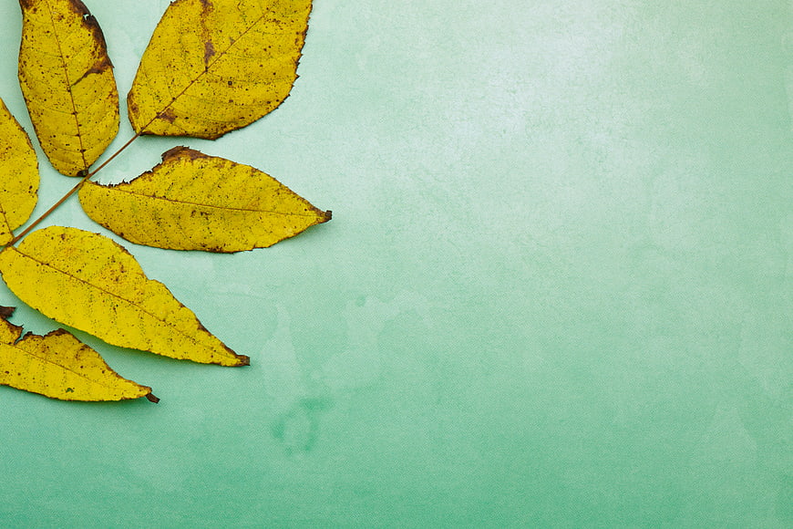 Yellow Autumn Leaves on Mint Green Background