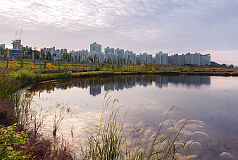 Autumn landscape with silver grass and city skyline reflection